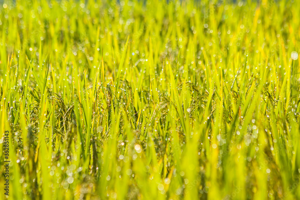 Ear of rice in Paddy field on the mountain.Thailand. Ear of rice in Paddy field on the mountain.Thailand.