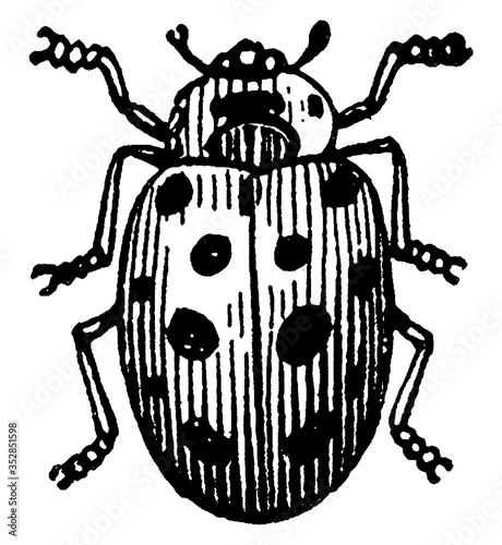 Ladybug, vintage illustration.