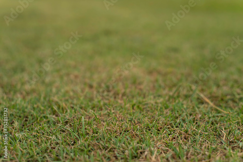 grass on the field with blurred background