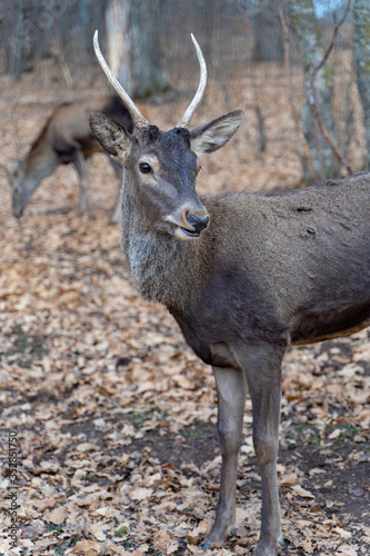 Young armenian deer in a national park  fawn wildlife shot