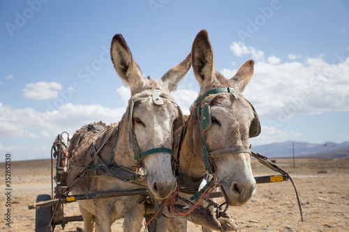 Close up image of donkeys in the Tankwa Karoo in South Africa