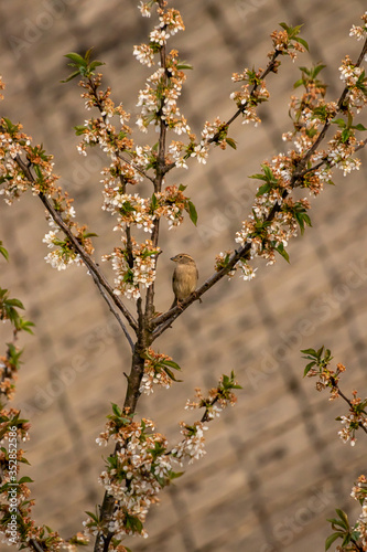 Female house sparrow resting on branch © klemen