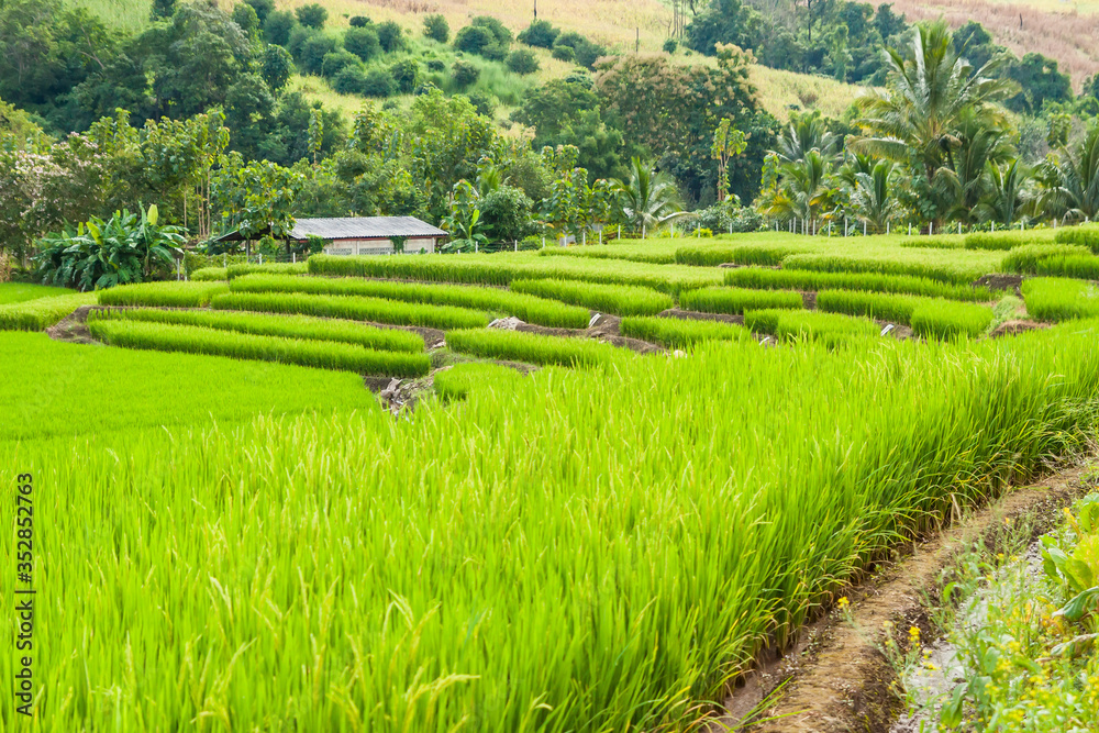 New ear of rice and green leaves with rice terrace near the mountains.