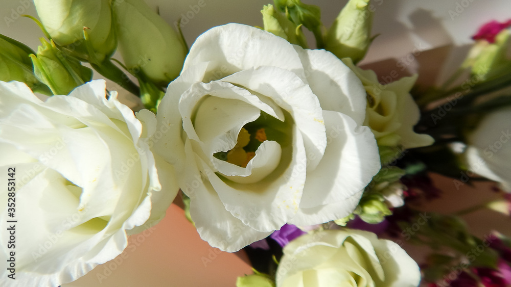 bouquet of white roses with pink flowers with green leaves on a white background bouquet of white roses with pink flowers with green leaves on a white background