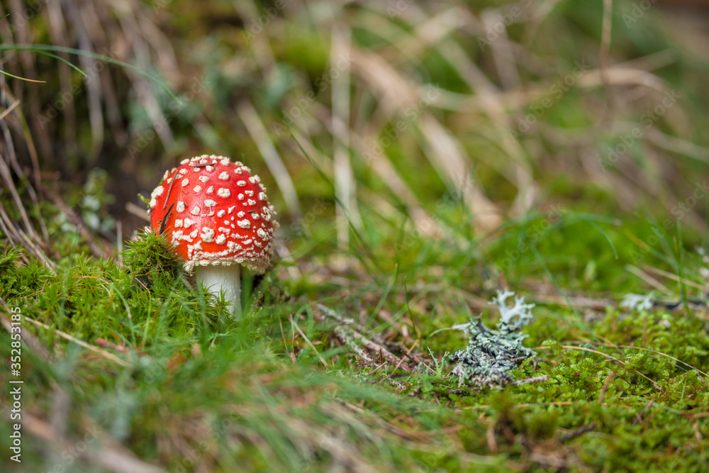 Young Amanita Muscaria grown up inside a forest in Dolomites (Italy) Young Amanita Muscaria grown up inside a forest in Dolomites (Italy)