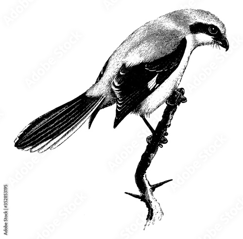 Great Grey Shrike, vintage illustration.