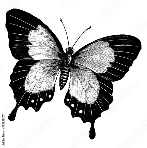 Butterfly, vintage illustration.