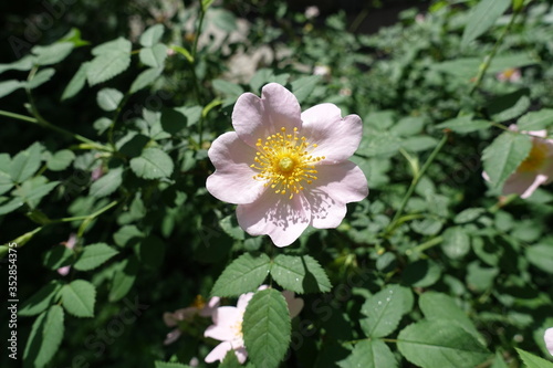 Pastel pink flower of dog rose in May