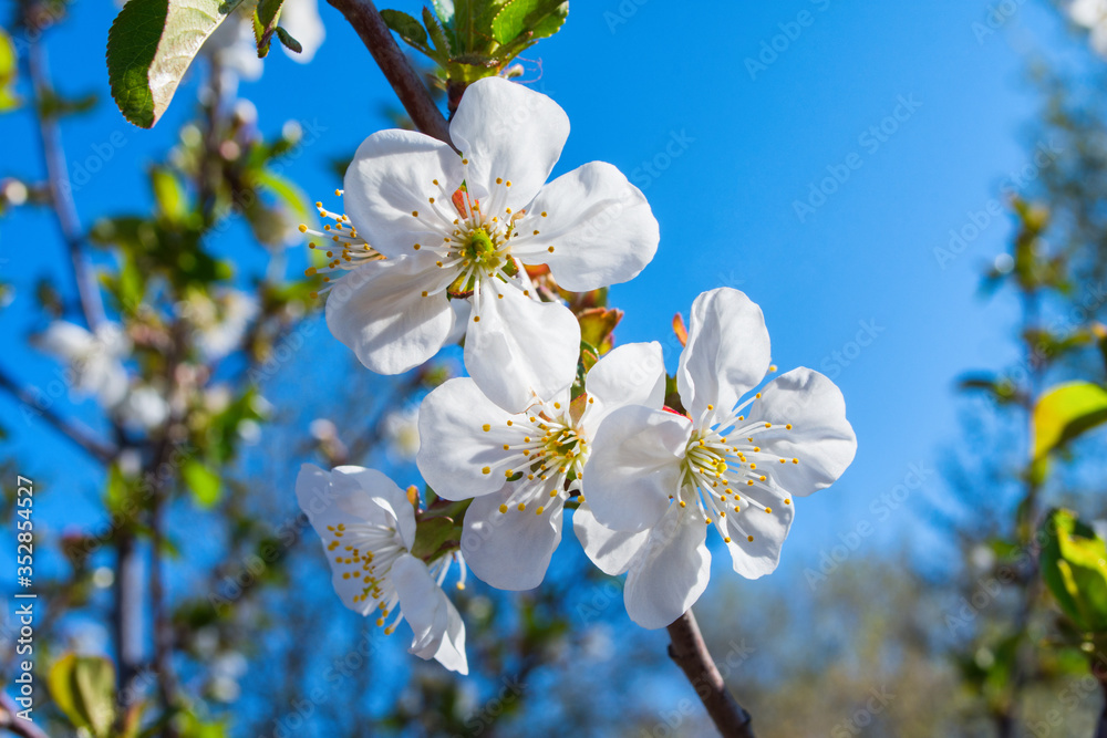 Flowering branch of cherry (Cerasus). Cherry flowers close-up. Flowers against the blue sky. Soft selective focus. Flowering branch of cherry (Cerasus). Cherry flowers close-up. Flowers against the blue sky. Soft selective focus.