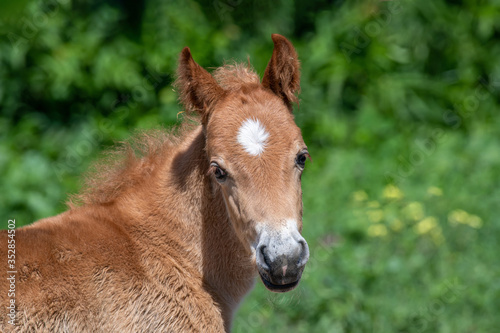Little just born brown horse standing in green grass during