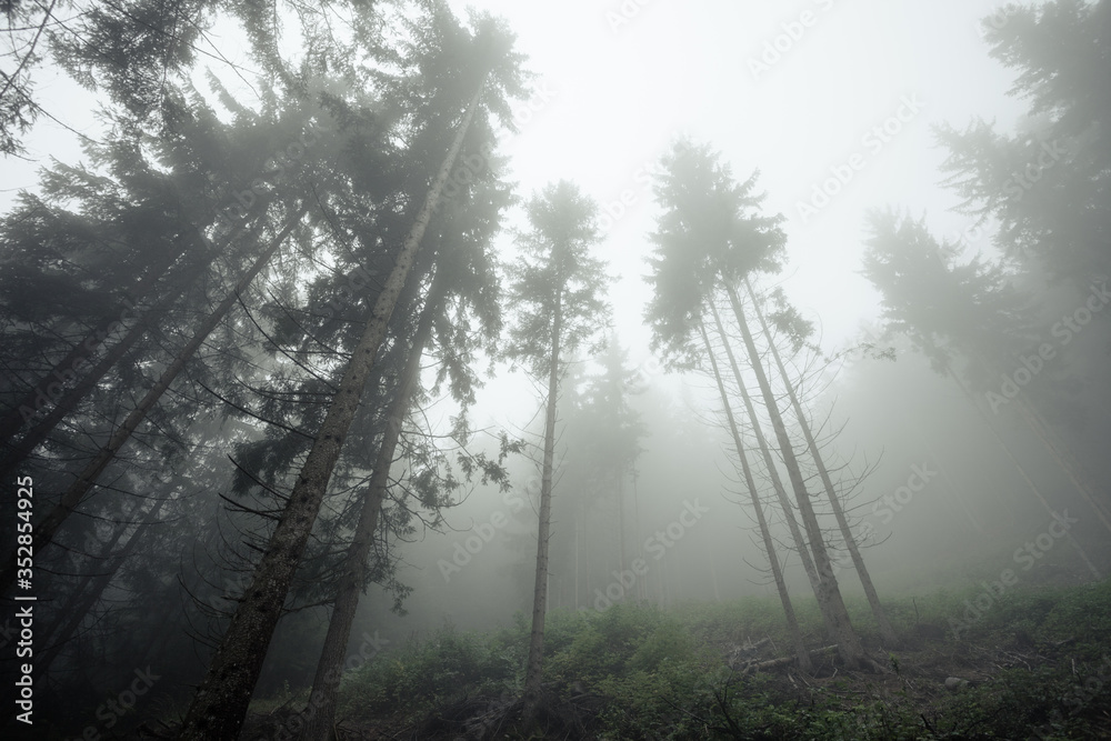 Fototapeta premium A foggy day inside an Italian mountain coniferous forest