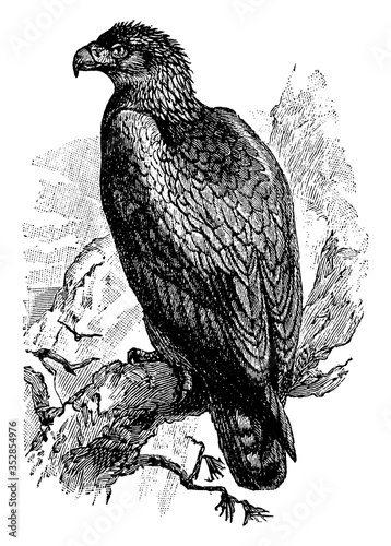 Golden Eagle, vintage illustration.