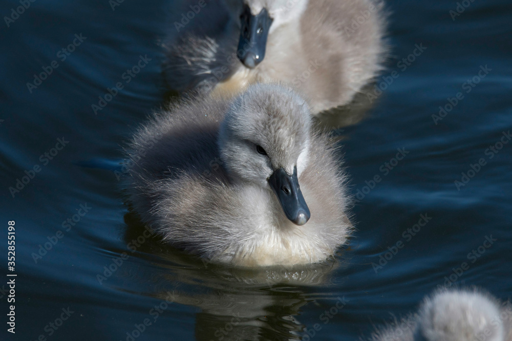 Mute swan chick at the island Djurgården a sunny summer day in Stockholm