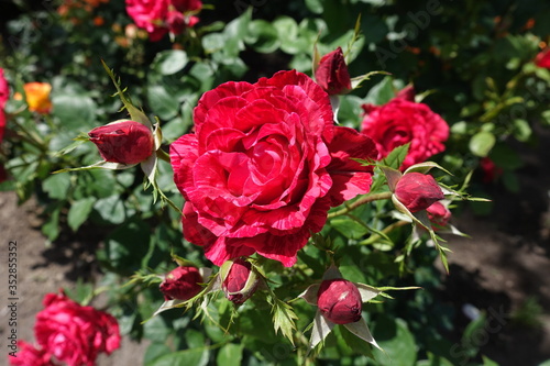 Flowering striped red rose in the garden in June