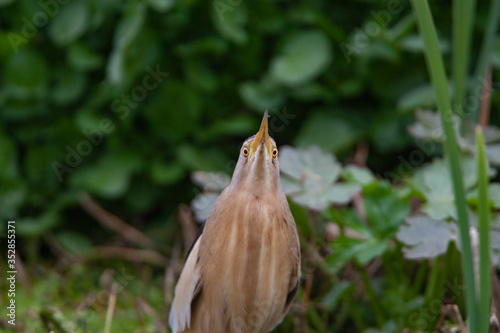 Black-crowned Night Heron (Nycticorax nycticorax) bird in the natural habitat.