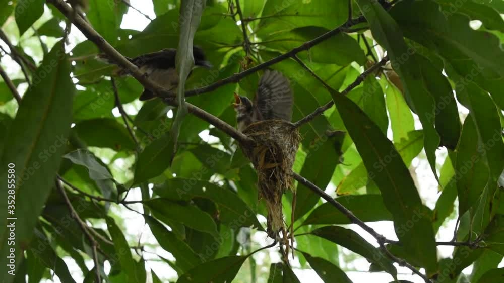 white throat fantail bird feeding baby in nest under mango tree white throat fantail bird feeding baby in nest under mango tree