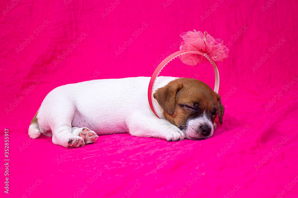 fashionista puppy jack russell terrier girl with a hoop on her head sleeping on a pink coverlet next to a paper flower. Glamorous background.