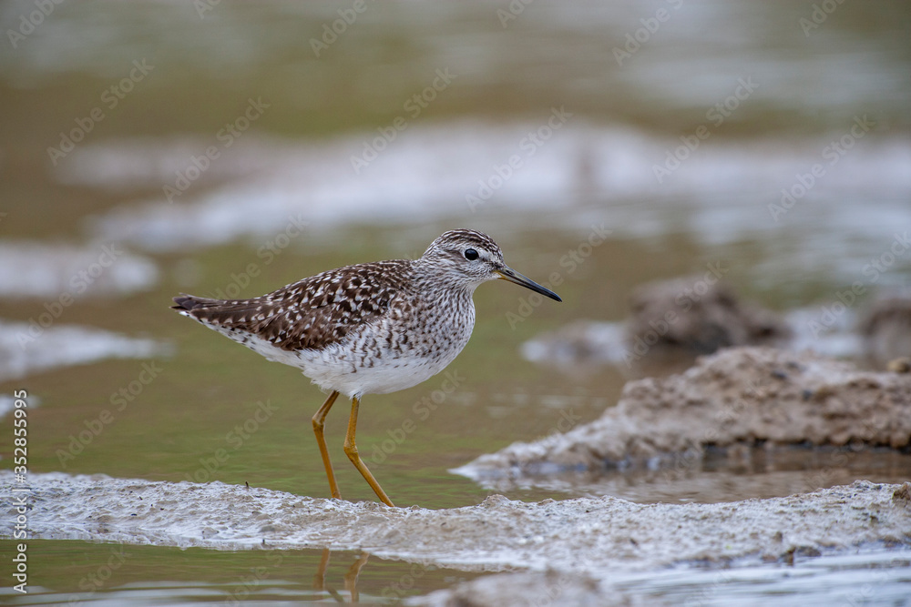 Wood Sandpiper (Tringa glareola) bird in the natural habitat. Wood Sandpiper (Tringa glareola) bird in the natural habitat.