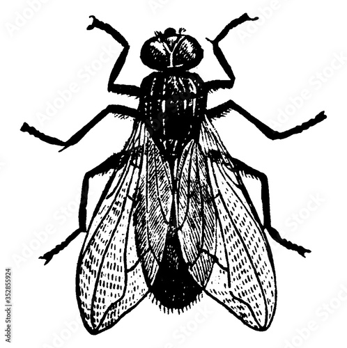 Fly, vintage illustration.