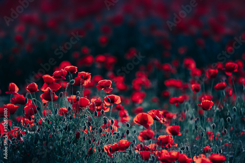 Beautiful field of red poppies in the sunset light.