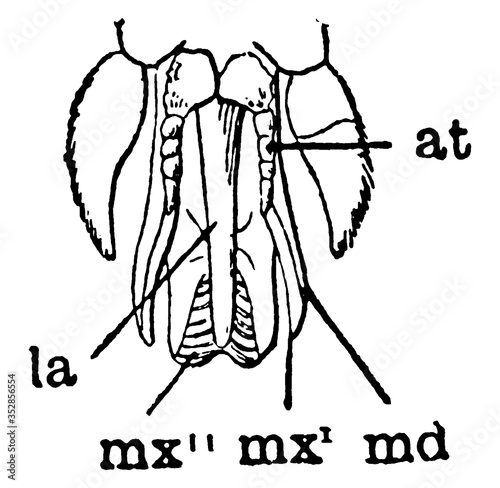 Horse Fly Mouth Parts, vintage illustration. photo