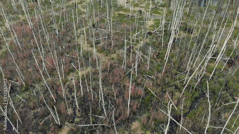 The camera flies over a swamp. Marshland. Dead trees. The forest is dying. The camera flies over a swamp. Marshland. Dead trees. The forest is dying.