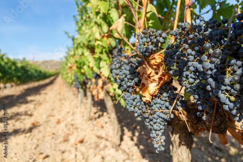 View of grapes vineyards Clavijo near Logroño, La Rioja, Spain photo