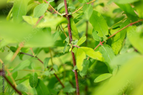 ripening honeysuckle berry in green leaves