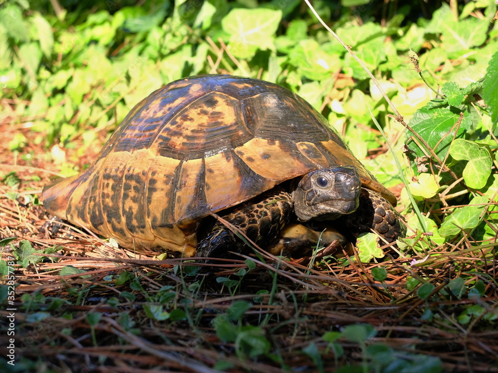 Wildlife. Reptiles. Turtle. Turtles in the zoo and in the wild Wildlife. Reptiles. Turtle. Turtles in the zoo and in the wild