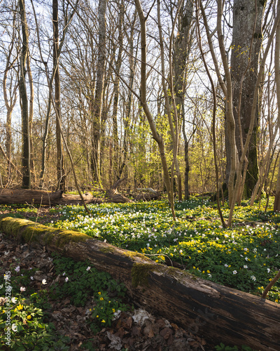 The forest floor is covered in wood anemones and old logs as the sun comes through in the national park Dalby Söderskog in southern Sweden
