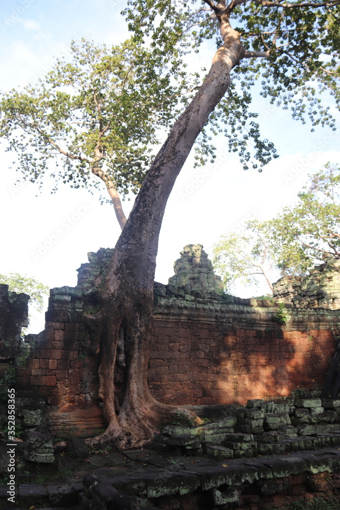 Fototapeta premium Arbre dans un mur de temple à Angkor, Cambodge