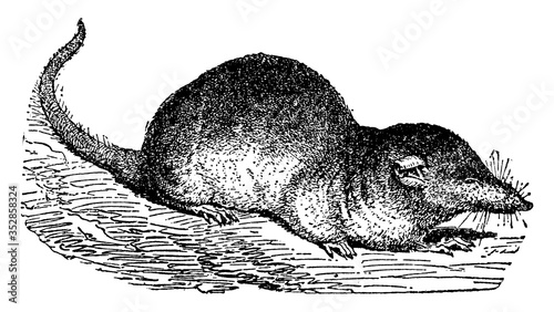 Shrew, vintage illustration. photo