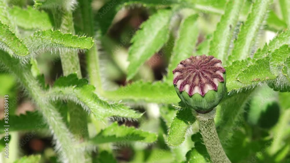 poppy capsule from red oriental Poppy in the garden poppy capsule from red oriental Poppy in the garden