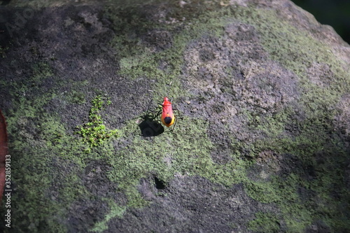 Insecte sur une pierre à Angkor, Cambodge