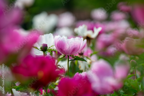 봄 작약꽃 © HYEONMIN LEE