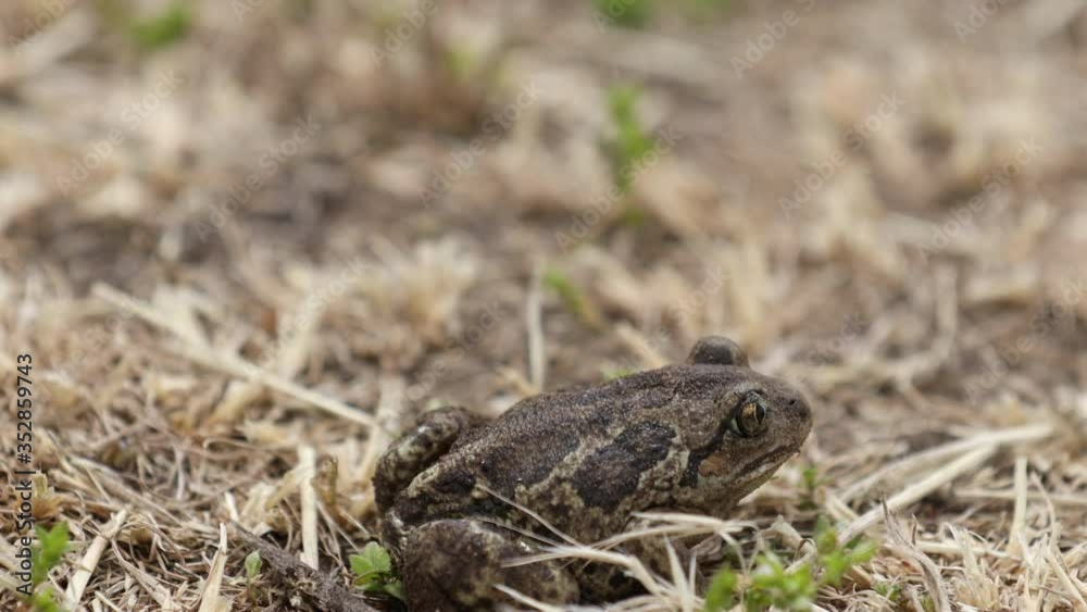 Common spadefoot Pelobates fuscus sitting in the grass. Close up, selective focus, shallow depth of the field Common spadefoot Pelobates fuscus sitting in the grass. Close up, selective focus, shallow depth of the field