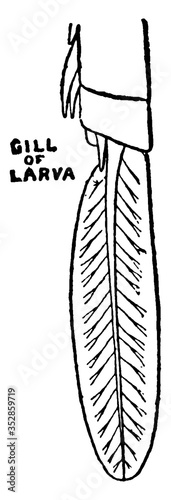 Mayfly Larva Gill, vintage illustration.