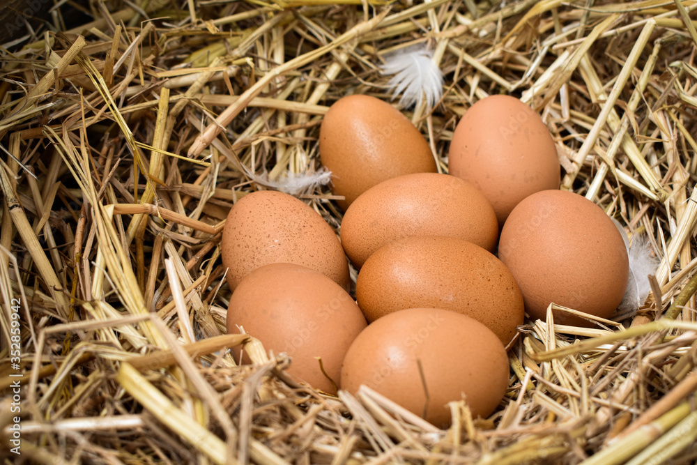 Many eggs in the nest are made from straw. Food obtained from chickens on farms. Healthy products from farmers. Products from rural areas.