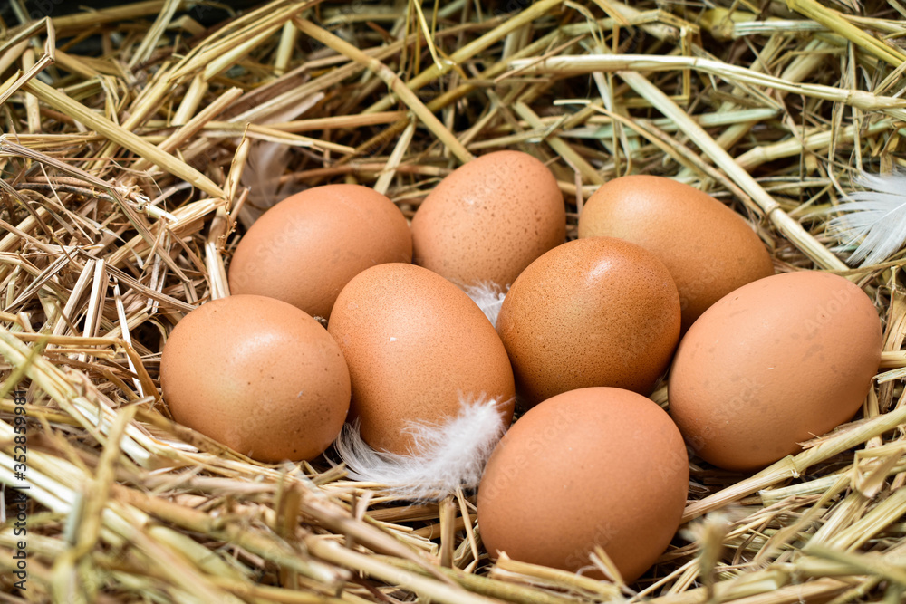 Many eggs in the nest are made from straw. Food obtained from chickens on farms. Healthy products from farmers. Products from rural areas. Many eggs in the nest are made from straw. Food obtained from chickens on farms. Healthy products from farmers. Products from rural areas.