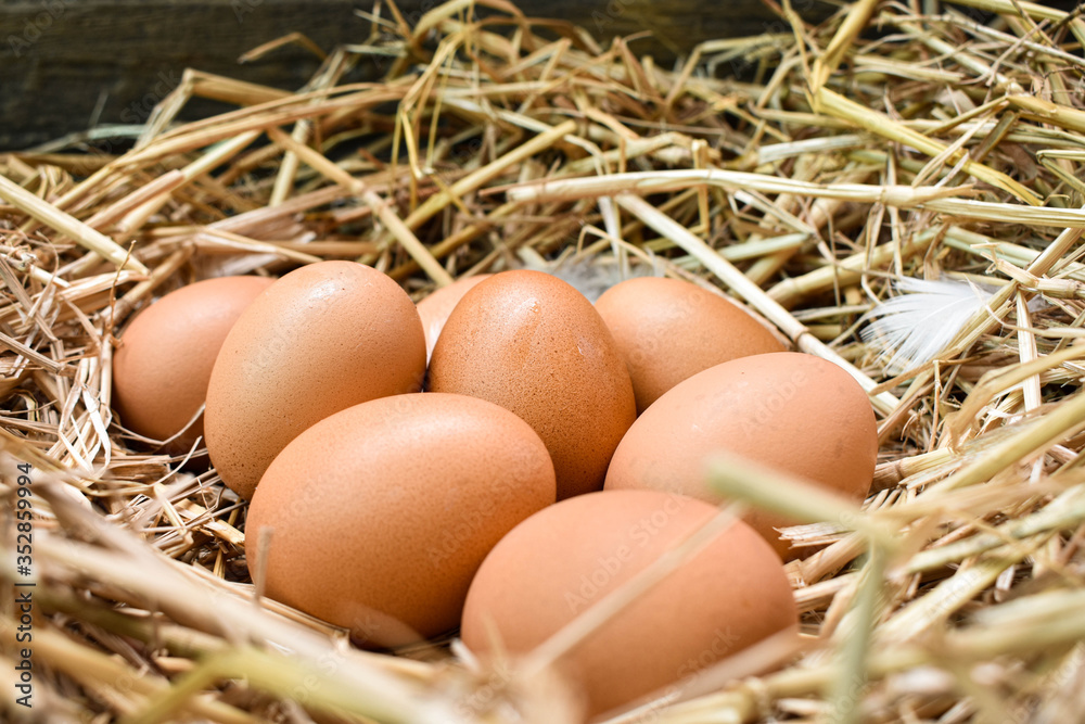 Many eggs in the nest are made from straw. Food obtained from chickens on farms. Healthy products from farmers. Products from rural areas.