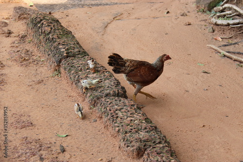 Poule et ses poussins à Angkor, Cambodge photo