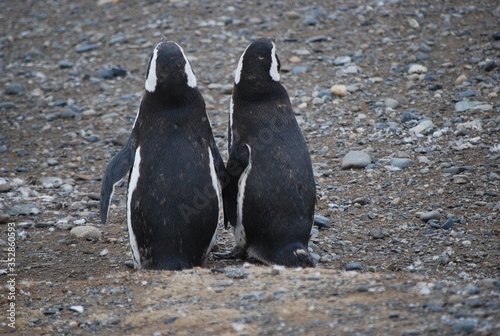 Penguin of Magdalena Island