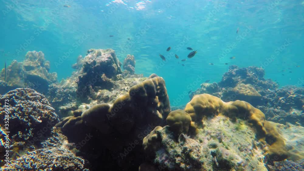 Underwater shot of corals and fish swimming in clear water of Andaman Sea in Thailand; static shot. Underwater shot of corals and fish swimming in clear water of Andaman Sea in Thailand; static shot.