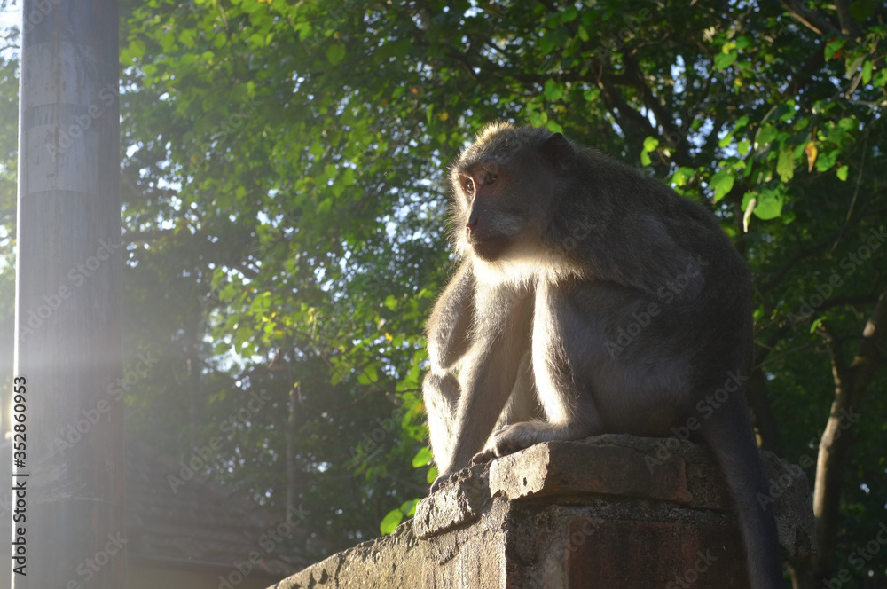 Monkey at Bali at Mount. Batur