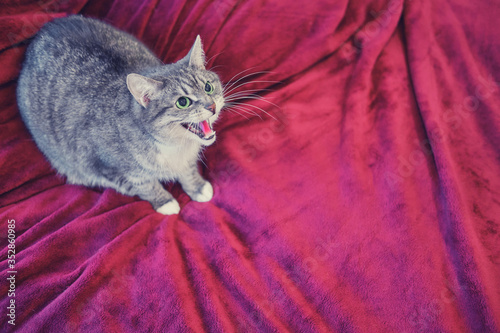 Billede på lærred Grey cat scared and hissing on red bed, copy space background