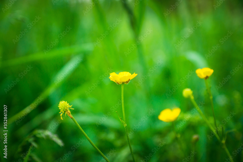 Meadow buttercup (Ranuculus acris) in the field. Spring morning. Selective focus. Shallow depth of field. Meadow buttercup (Ranuculus acris) in the field. Spring morning. Selective focus. Shallow depth of field.