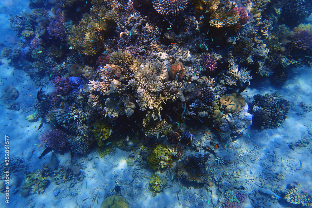 coral reef in Egypt in Hurghada coral reef in Egypt in Hurghada