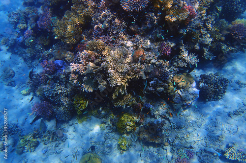 Fototapeta Naklejka Na Ścianę i Meble -  coral reef in Egypt in Hurghada