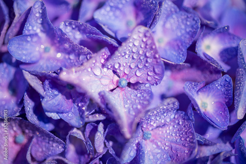 Close up of a purple hydrangea flower with dew drops  floral background