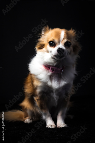 Long haired Chihuahua studio portrait